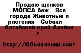 Продаю щенков МОПСА беж - Все города Животные и растения » Собаки   . Алтайский край,Алейск г.